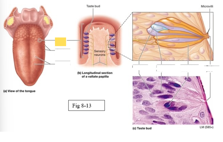 <p><span style="background-color: transparent; font-family: &quot;Times New Roman&quot;, serif;"><span>largest, arranged in an inverted V shape on the posterior surface of the tongue</span></span></p>
