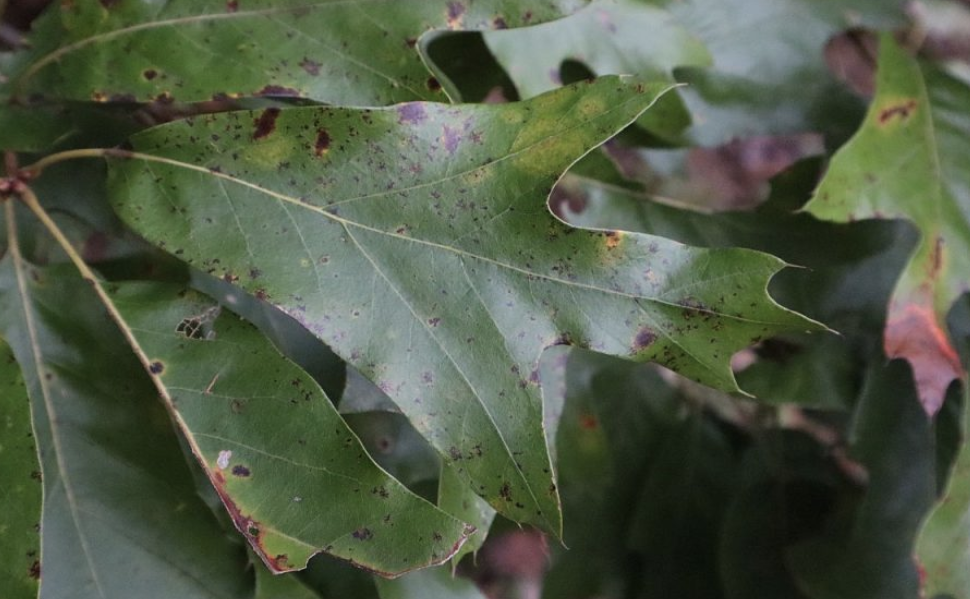 <p><em>Quercus falcata</em></p><ul><li><p><strong>long terminal lobe, bell-shape (southern bell)</strong></p></li><li><p>brown fuzzy hair</p></li><li><p>black/grey bark</p></li><li><p>not many acorns, very slightly bigger than water oak acorn</p></li></ul><p></p>