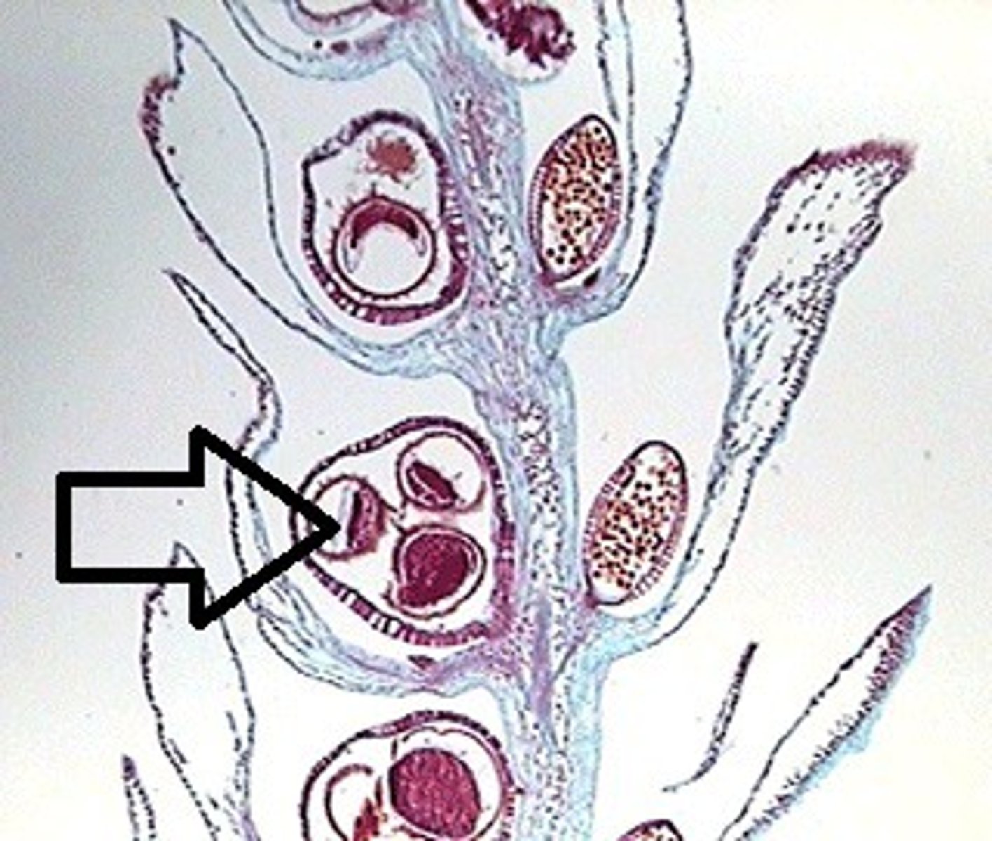 <p>female spores that develop into female gametophytes, produce only female gametes</p>