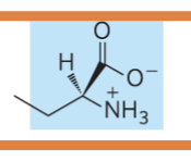 <p>what is the name of the glycerophospholipid with this head group?</p>