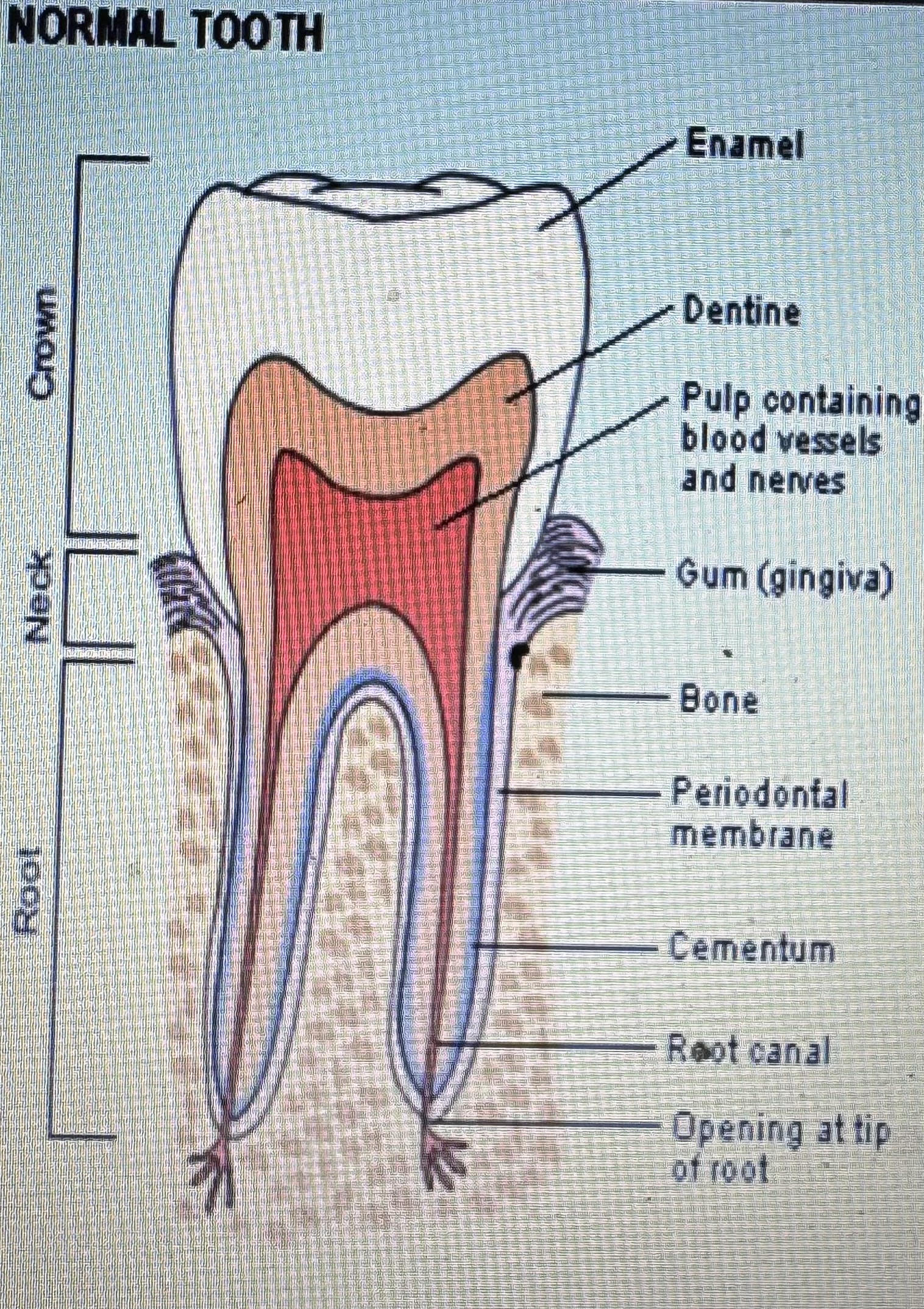 knowt flashcard image
