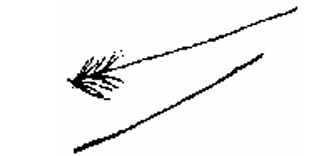 <p>Base del pico, narinas y ojos</p>