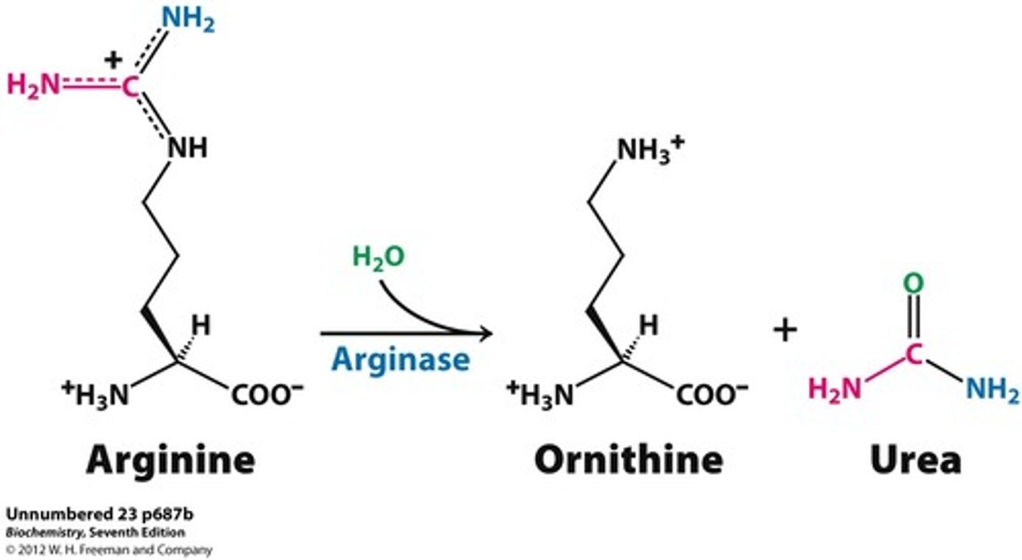 <p>Arginine is hydrolyzed to form urea, which is then excreted in the urine, and ornithine, which is transported back to the mitochondria to continue the cycle</p>