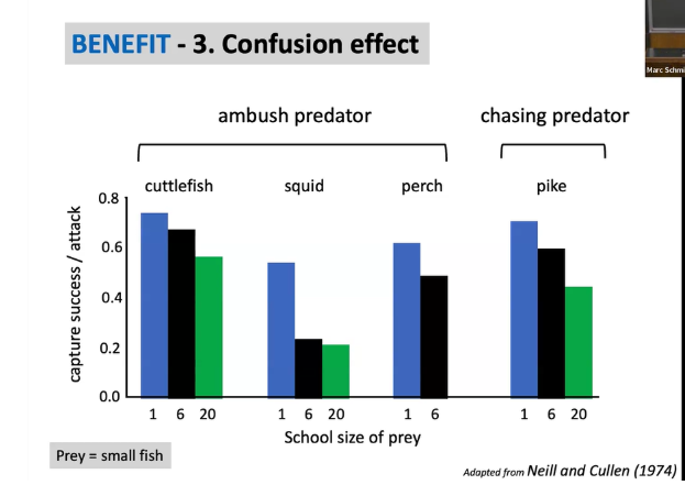 <ul><li><p><span style="background-color: transparent; font-family: "Short Stack", cursive;">Ambush predator → hide and pounce&nbsp;</span></p></li><li><p><span style="background-color: transparent; font-family: "Short Stack", cursive;">Chasing predator → wear them down&nbsp;</span></p><ul><li><p><span style="background-color: transparent; font-family: "Short Stack", cursive;">Hyena and wildebeest</span></p></li><li><p><span style="background-color: transparent; font-family: "Short Stack", cursive;">Charge as groups of the wildebeest, create search image based on behavior to see who is weaker&nbsp;</span></p><ul><li><p><span style="background-color: transparent; font-family: "Short Stack", cursive;">Chase down and target the weaker one&nbsp;</span></p></li></ul></li></ul></li></ul><p></p>