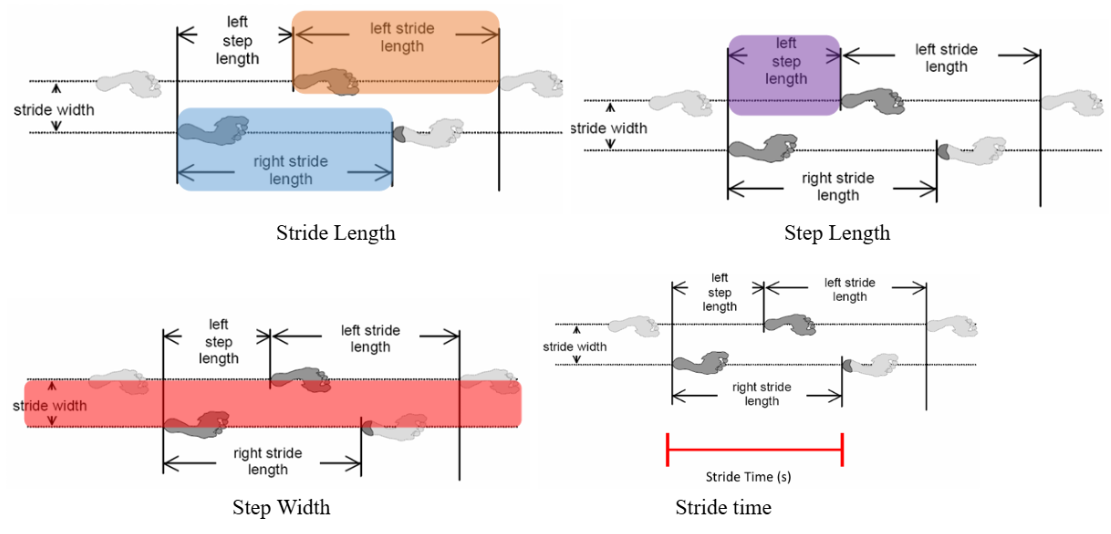 <ol><li><p><strong>Stride Length</strong>: The distance from when the foot contacts the ground to the next ground contact of the same foot. Measured from heel of first ground contact to heel of next ground contact</p></li><li><p><strong>Step Length</strong>: The distance from the step of one foot to the step of the next foot. Measured from heel of ground contact of right foot to heel of ground contact of left foot</p></li><li><p><strong>Stride Width</strong>: The lateral distance between the left and right foot falls</p></li><li><p><strong>Stride Tim</strong>e: The time it takes for one stride – time between one heel strike and the next of the same foot</p></li><li><p><strong>Stride Rate</strong>: Number of strides per unit time (stride/sec = Hz)</p></li></ol><p></p>