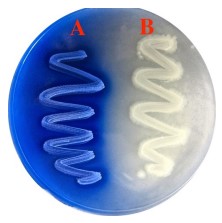 <p>MA: spirit blue agar plate Temp: 25 degrees C Positive result: cleaning of the emulsion Negative result: precipitation of the blue dye</p>