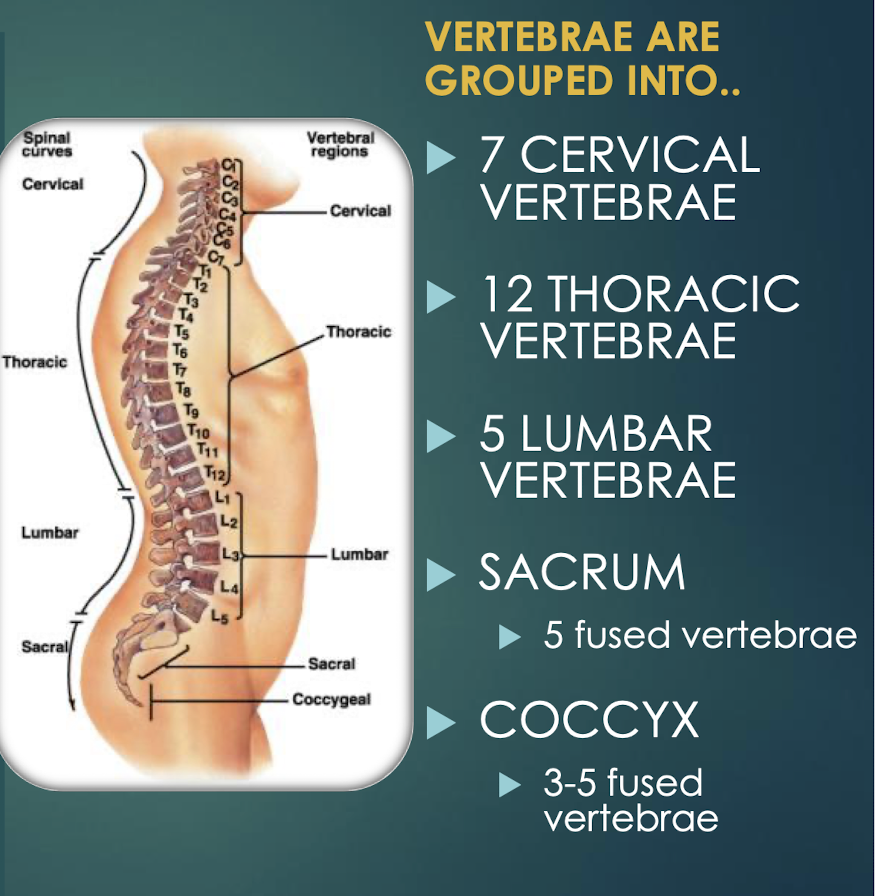 <p>Vertebral Column</p>