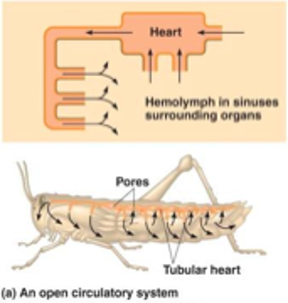 <p>fluid that is made up of blood and interstitial fluid; found in animals with an open circulatory system.</p>