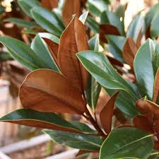 <p>Southern Magnolia</p>
