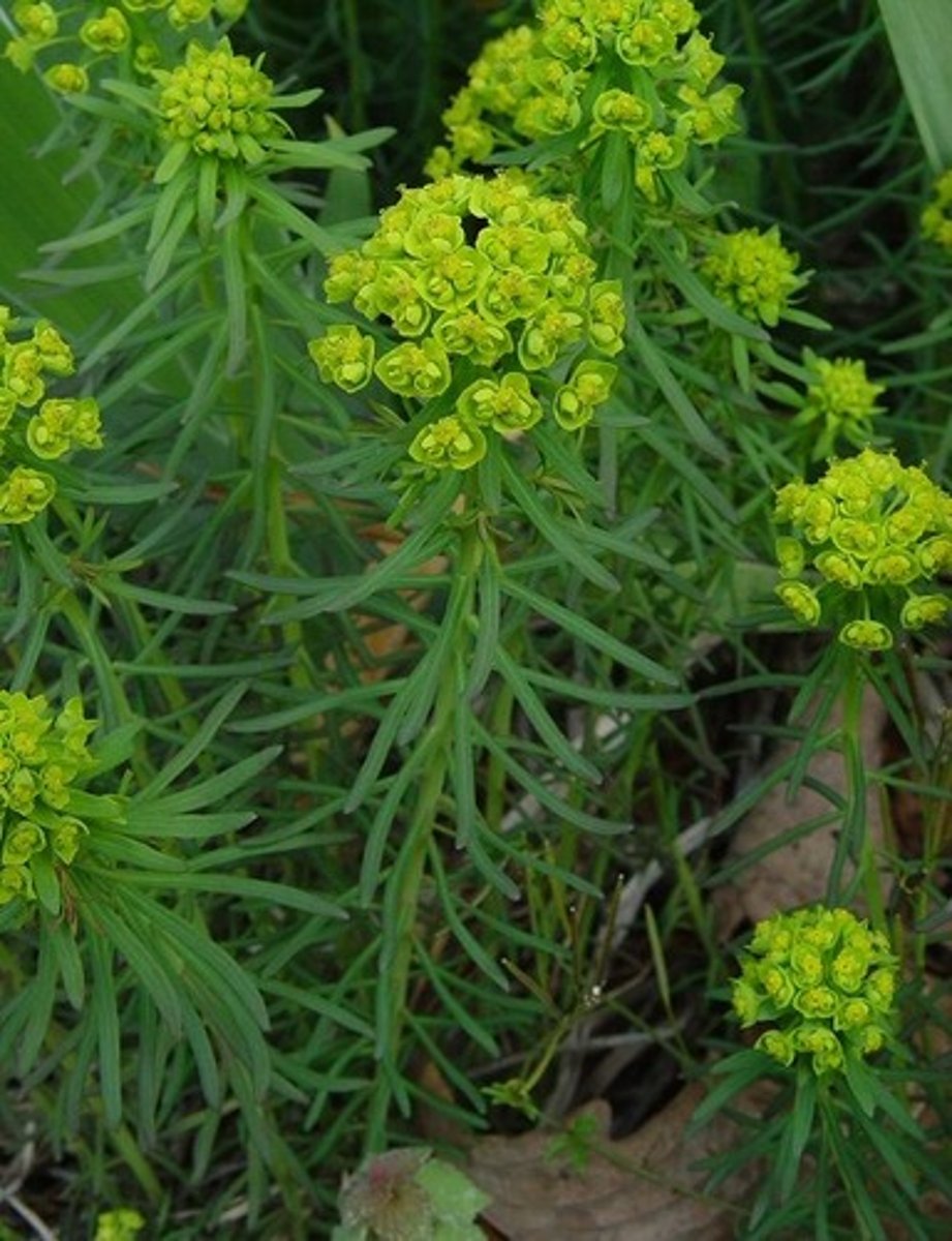 <p>Name?</p>