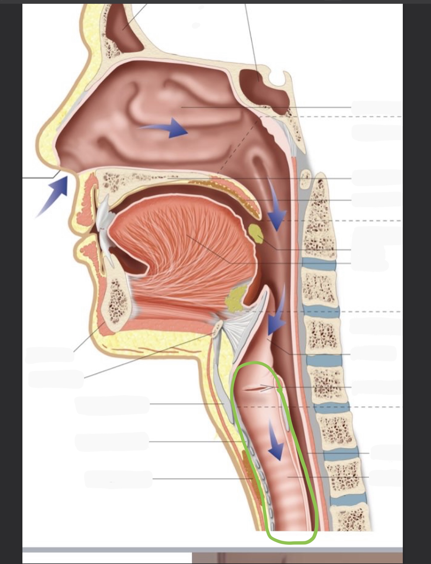 knowt flashcard image