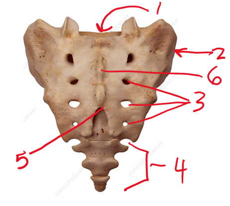 <p><span>Name the holes 3 is pointing to</span></p>