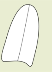 <p>apex</p>