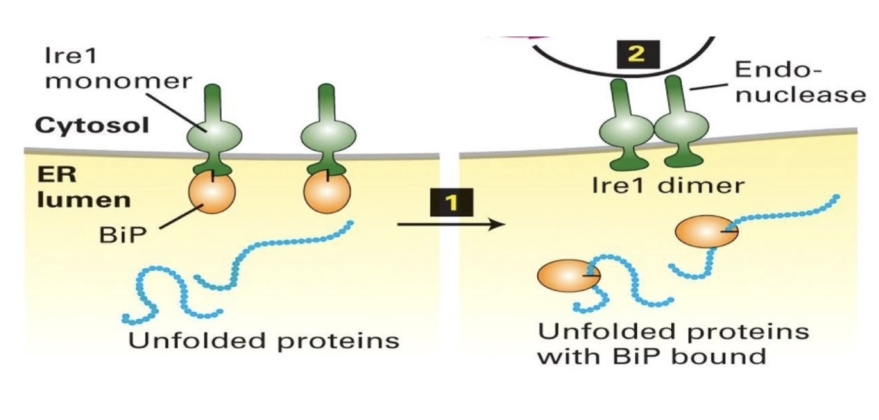 <ul><li><p><strong>UPR = cellular response</strong> to detect and manage unfolded/misfolded proteins in the ER</p></li><li><p><strong>Goal</strong>: Give proteins time/tools to fold properly</p></li></ul><p><strong>BiP (Binding immunoglobulin Protein):</strong></p><ul><li><p>Acts as a <strong>chaperone</strong> → helps protein folding, prevents aggregation</p></li><li><p><strong>Inhibits Ire1</strong> when bound to it</p></li><li><p>Has higher affinity for <strong>hydrophobic patches </strong>of unfolded proteins, dissociates from Ire1 when misfolded proteins accumulate</p></li></ul><p><strong>Ire1 (Inositol-requiring enzyme 1):</strong></p><ul><li><p><strong>Transmembrane sensor protein</strong> in ER</p></li><li><p>Inactive when bound to BiP</p></li><li><p><strong>Activates upon BiP dissociation</strong> → forms <strong>homodimers</strong></p></li><li><p>Becomes an <strong>endonuclease</strong> that targets Hac1 mRNA</p></li></ul><p></p>