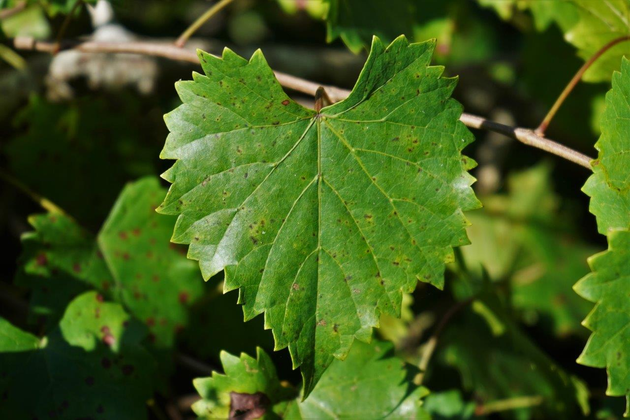 <p><em>Muscadinia rotundifolia var. rotundifolia</em></p>