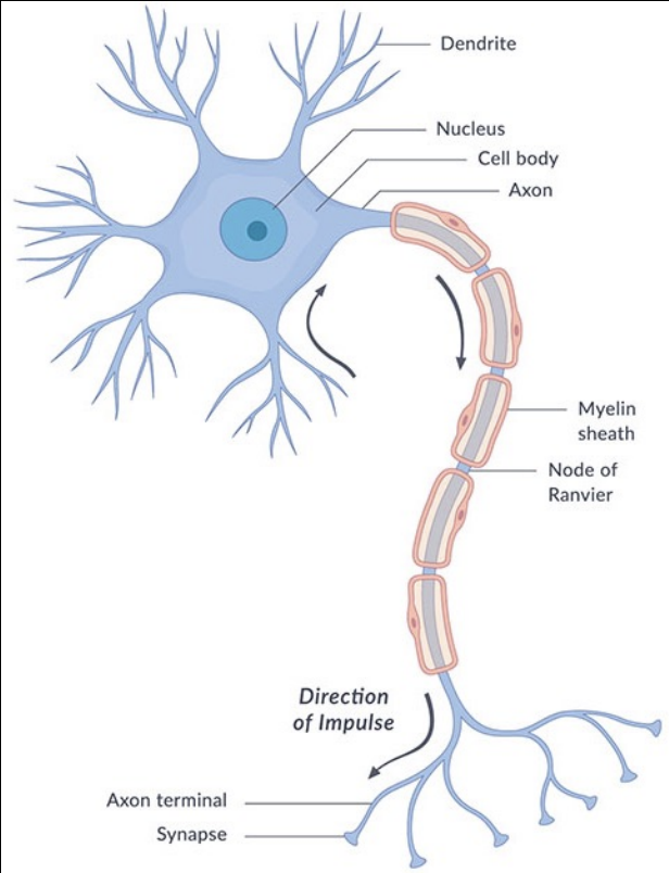 <ul><li><p>Thin fiber of a neuron </p></li><li><p>The cell’s output structure&nbsp;</p></li><li><p>Responsible for transmitting nerve impulses&nbsp;</p></li><li><p>One axon per cell&nbsp;</p></li><li><p>2 distinct parts&nbsp;</p><ul><li><p>tube-like structure&nbsp;</p></li><li><p>branches at end that connect to dendrites of other cells&nbsp;</p></li><li><p>OUTPUT!!!!</p></li></ul></li></ul><p></p>
