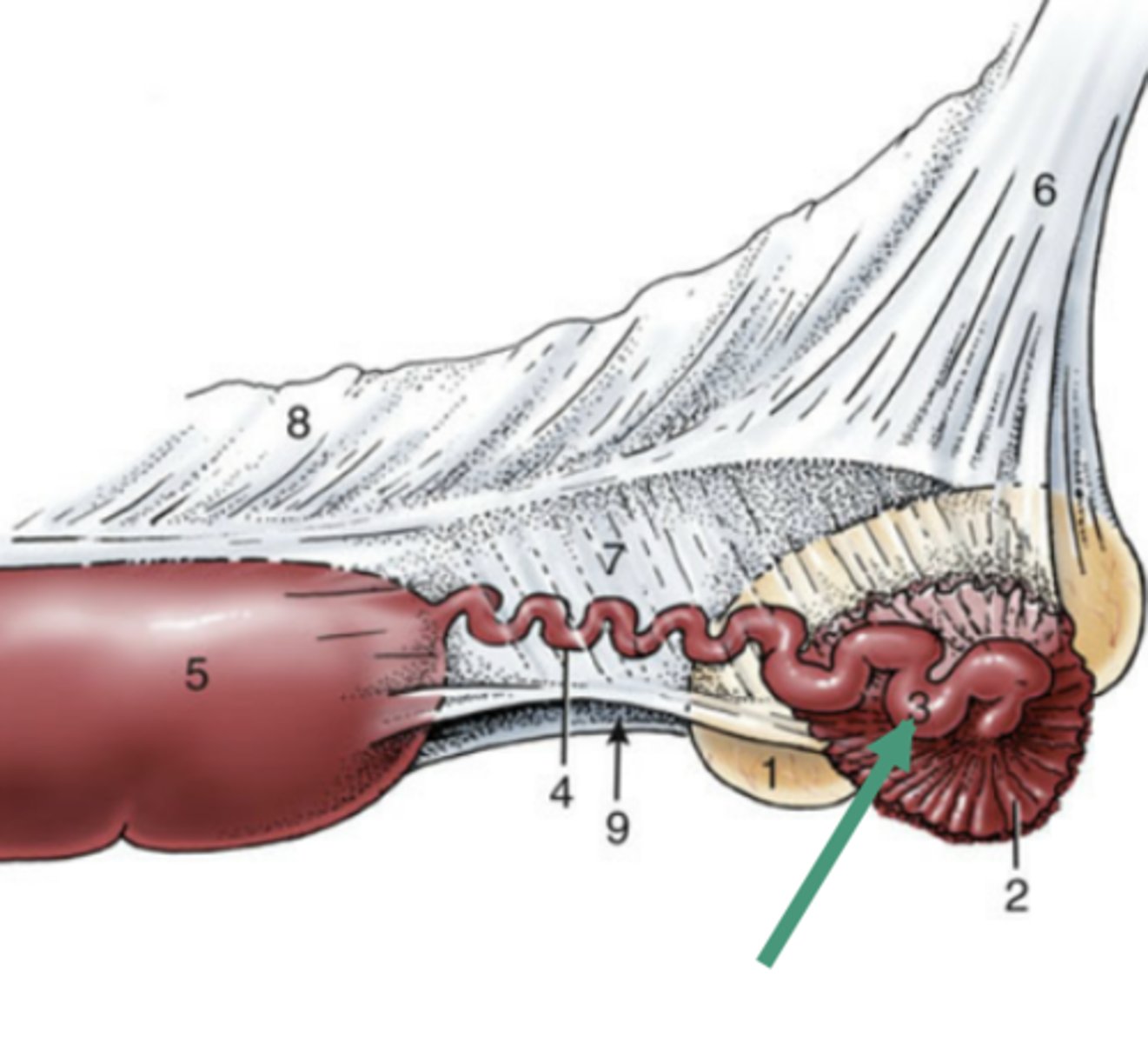 <p>-proximal segment of the uterine tube (closer to the infundibulum)</p><p>-slightly larger in diameter than the isthmus</p>