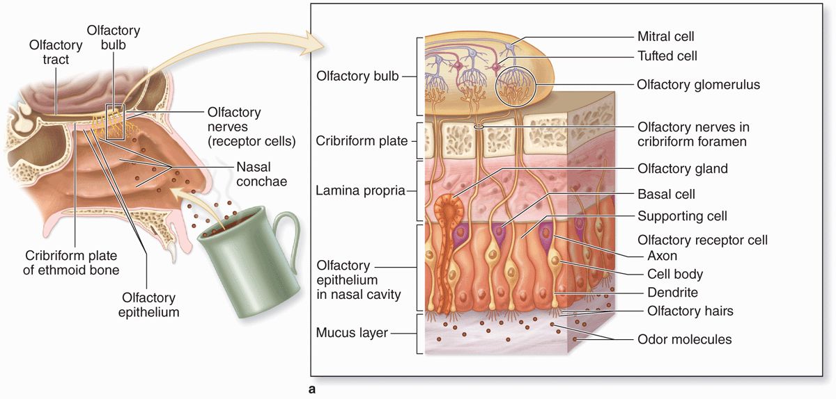 <p>In the <strong>roof of the nasal cavity</strong>.</p>