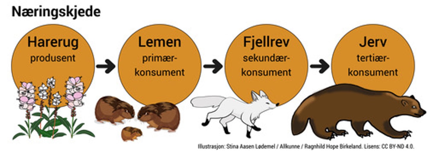<p>Serie organsimer der hver art spiser arten som ligger under dem og selv blir spist av arten over</p>