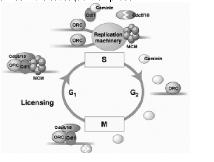 <ol><li><p>Geminin is degraded</p></li><li><p>allows Cdt1 to assemble new pre-RCs</p></li><li><p>for the subsequent G1 phase</p></li></ol><p></p>