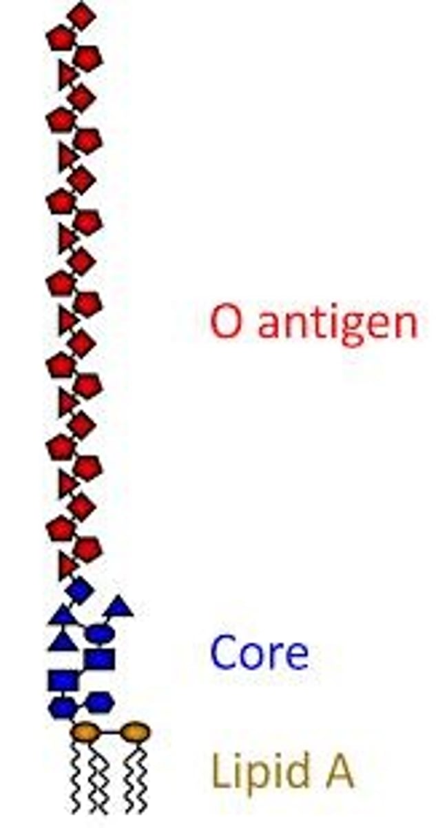 <p>Lipopolysaccharide (LPS).</p>