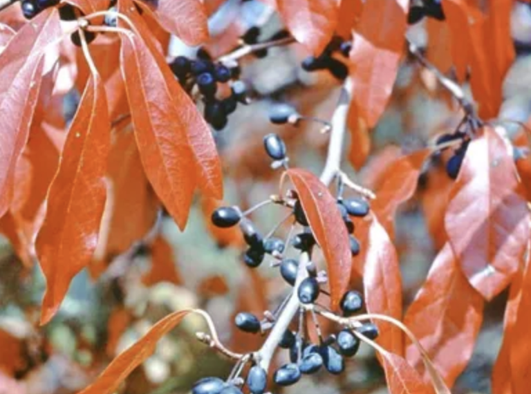 <p><em>Nyssa slyvatica</em></p><ul><li><p>alternate simple </p></li><li><p><strong>non-descript leaf</strong></p></li><li><p>leaf: thick and glossy OR thin and not glossy</p></li><li><p>bark: blocky bark OR sweet gumish</p></li><li><p><strong>red leaves, turn early</strong></p></li><li><p><strong>fruit: green or dark purple,</strong> small sphere with bad, bitter taste</p></li><li><p>on small ones, limbs stick straight out</p></li></ul><p></p>