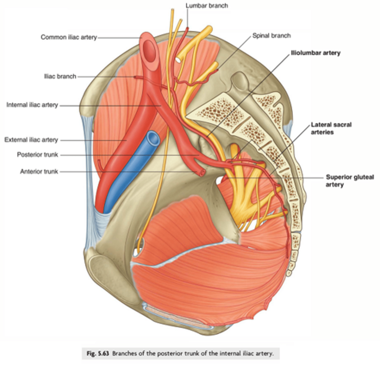 <p>superior gluteal nerve</p>