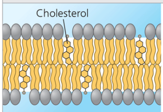 <p>Cholesterol within the animal cell membrane. </p>