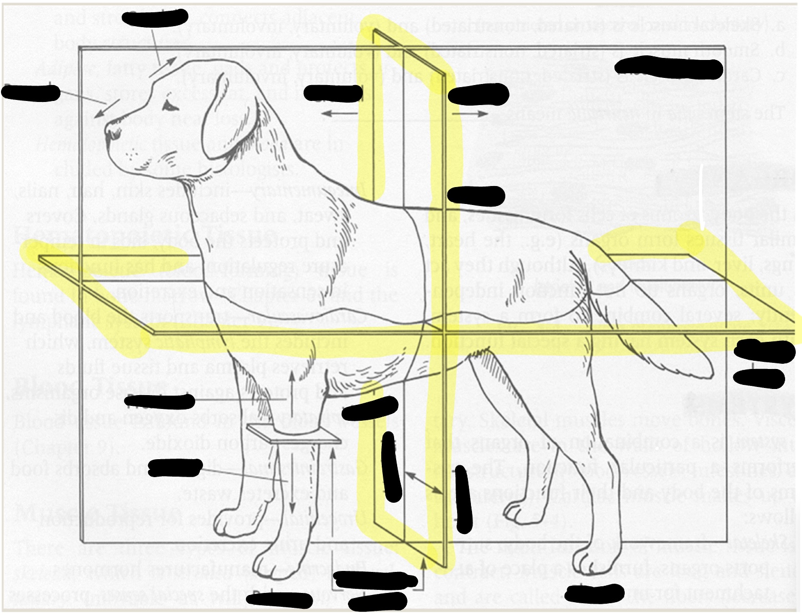 <p>away from midline</p>