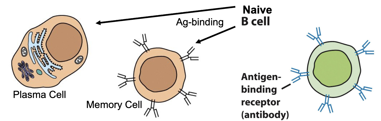 <ul><li><p>B-cells mature in the bone marrow; assigned their specific <strong>B-cell receptor</strong></p></li><li><p>Defining feature = BCR (membrane-bound Ab, 150,000 per cell) can only be detectable chemically, not visibly</p></li><li><p><strong>Naïve B-cells </strong>bind Ag, clonally expand via mitosis, and differentiate into plasma cells and memory cells</p></li><li><p>Plasma cells secrete 1000 Ab/sec, but have no membrane-bound Ab (live for 1-2 weeks, then apoptosis)</p></li><li><p>Memory cells are morphologically indistinguishable from naïve B-cells</p></li></ul><p></p>