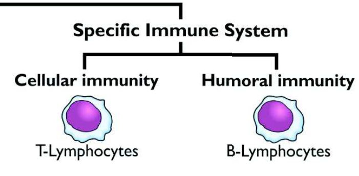 <ul><li><p><strong>Cellular immunity:</strong> T-lymphocytes</p></li><li><p><strong>Humoral immunity:</strong> B-lymphocytes</p></li></ul><p></p>