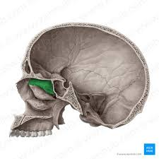 <p>name this bone or bone marking?</p>