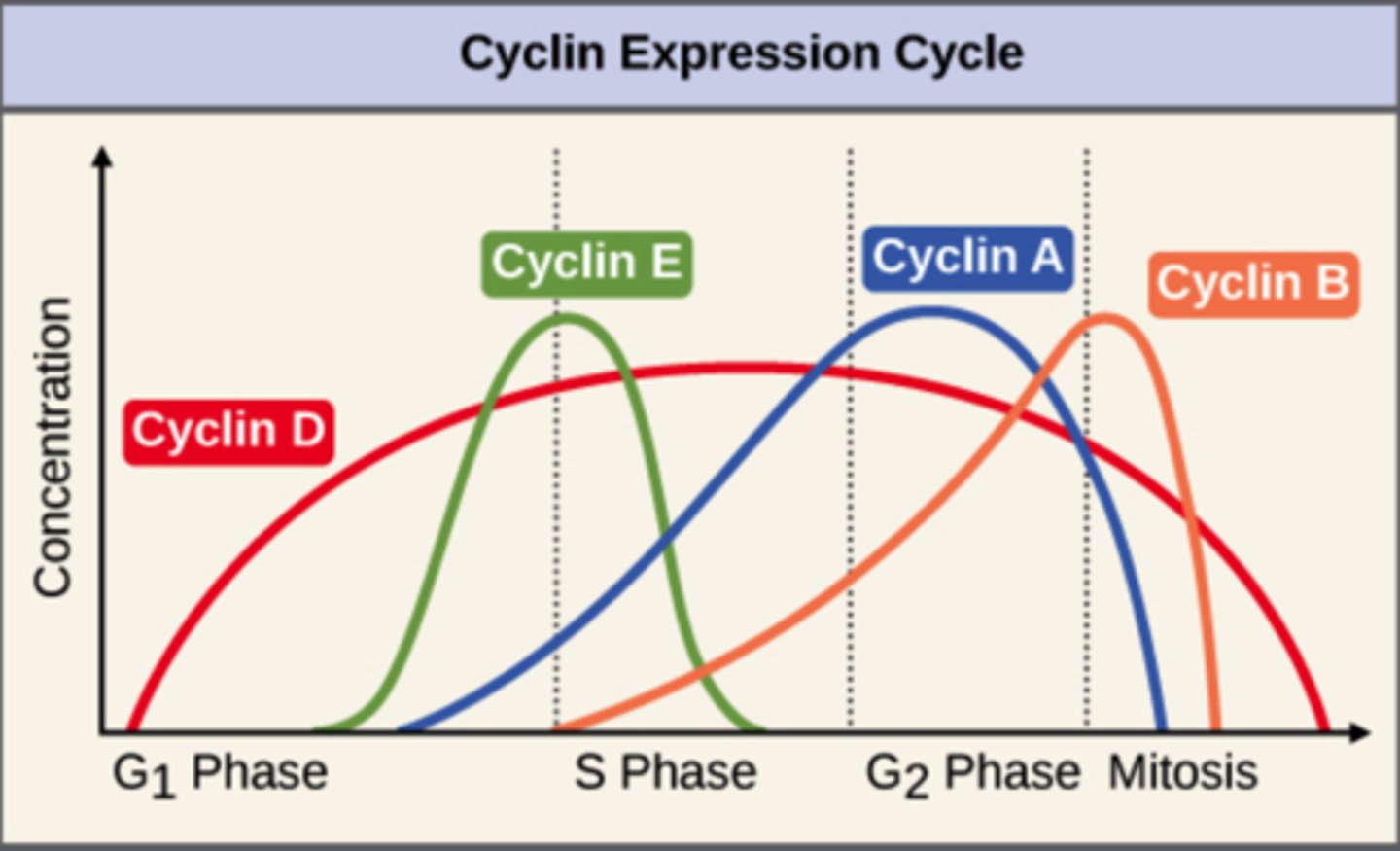 <p>cyclin-dependent kinases (CDKs)</p>