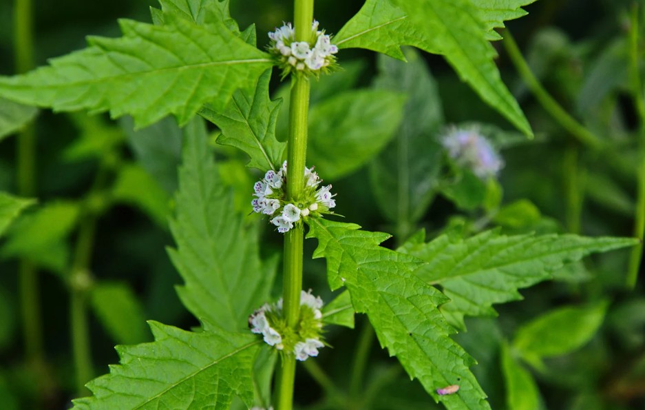 <p>Wolfspoot (Lipbloemenfamilie)</p>