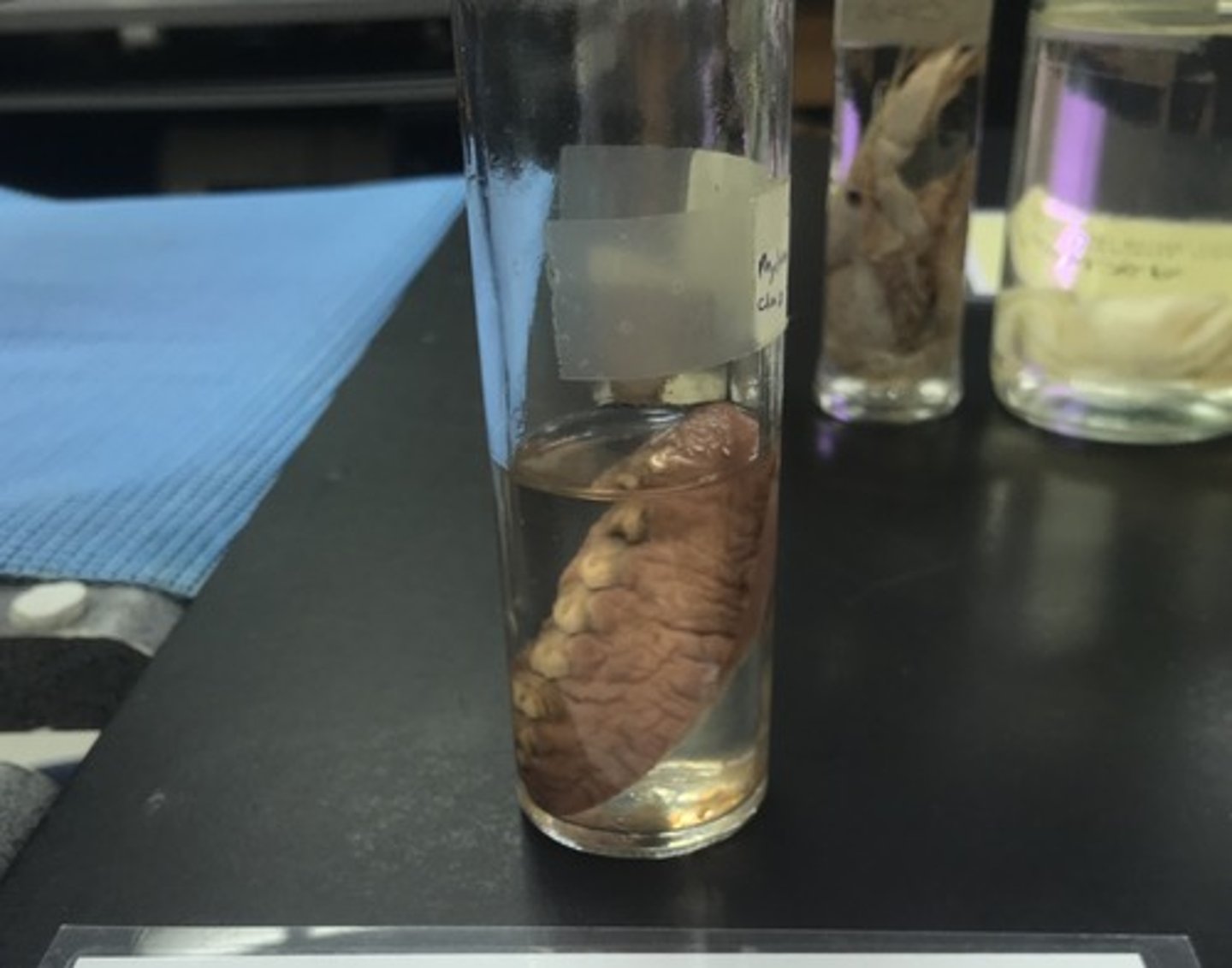 <p>For the following specimen(s), give the entire taxonomy and the name of the specimen(s)</p>