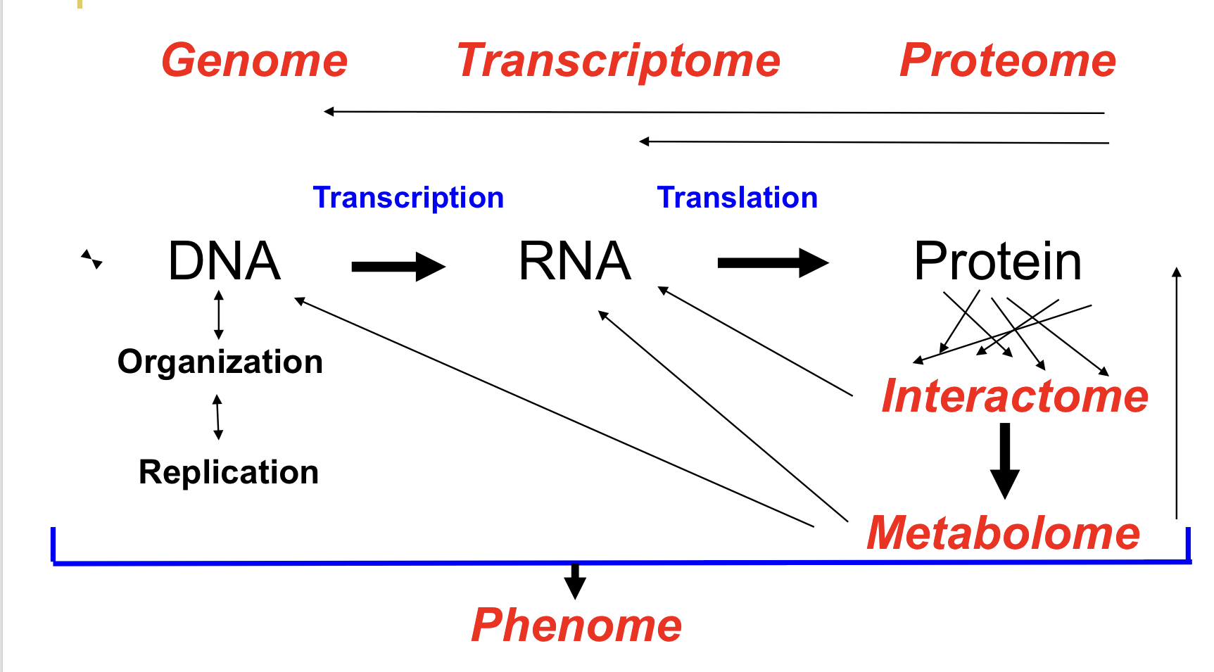 Genetic information flows in 1 direction; from DNA to RNA to protein

\

