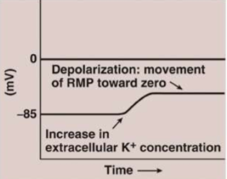 If extracellular concentration of K+ increases, not as much K+ will want to go out, down it's concentration gradient. So, a less negative charge is needed inside the cell.