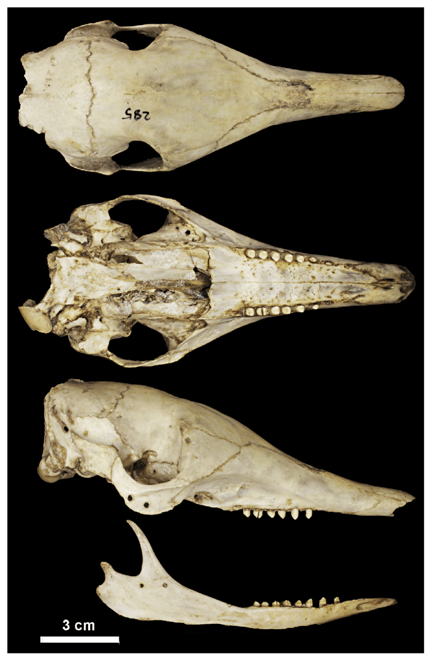 <p>Mexican long-nosed armadillo</p>