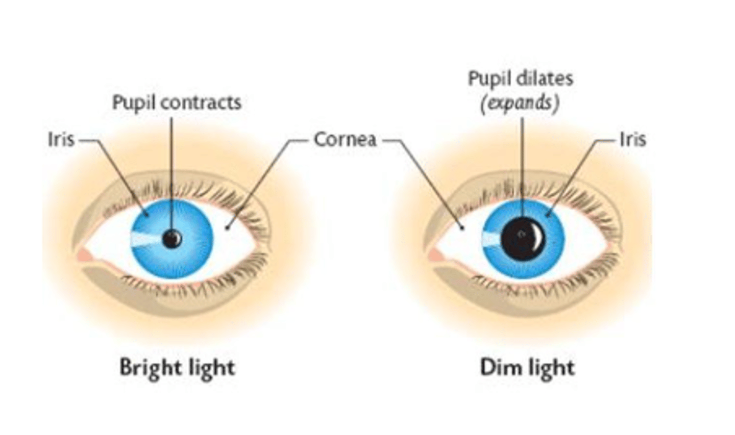 <p>- For normal pupillary light reflex,</p><p>both pupils constrict simultaneously when light is shone into either eye.</p><p>- Light shone into one eye causes</p><p>ipsilateral direct pupillary light reflex and contralateral consensual pupillary light reflex</p>