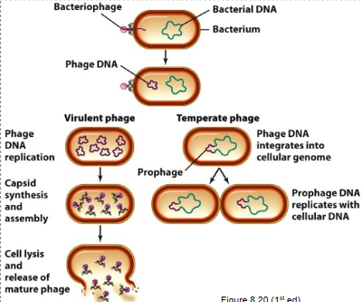 <ul><li><p><strong>Lytic cycles</strong> have viruses enter, replicate, and lyse host cells</p></li><li><p><strong>Lysogenic cycle</strong> have page integrate their genome into the host cell’s genome, becoming a prophage</p><ul><li><p>prophage genome is replicated along w/ the host cell’s until stress which can then enter the lytic cycle</p></li></ul></li><li><p><strong>Temperate phage vs virulent phage</strong></p><ul><li><p>Temperate phage can be both lytic or exist as a prophage &amp; virulent phage always have to be lytic</p></li></ul></li></ul><p></p>