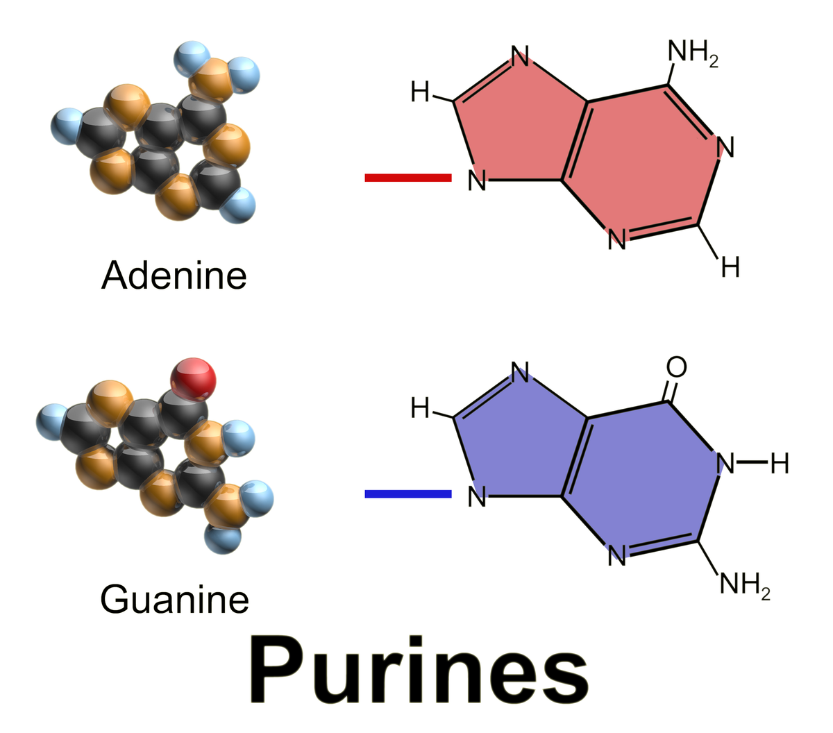 <p>2 rings</p><ul><li><p>Adenine</p></li><li><p>Guanine</p></li></ul><p></p>