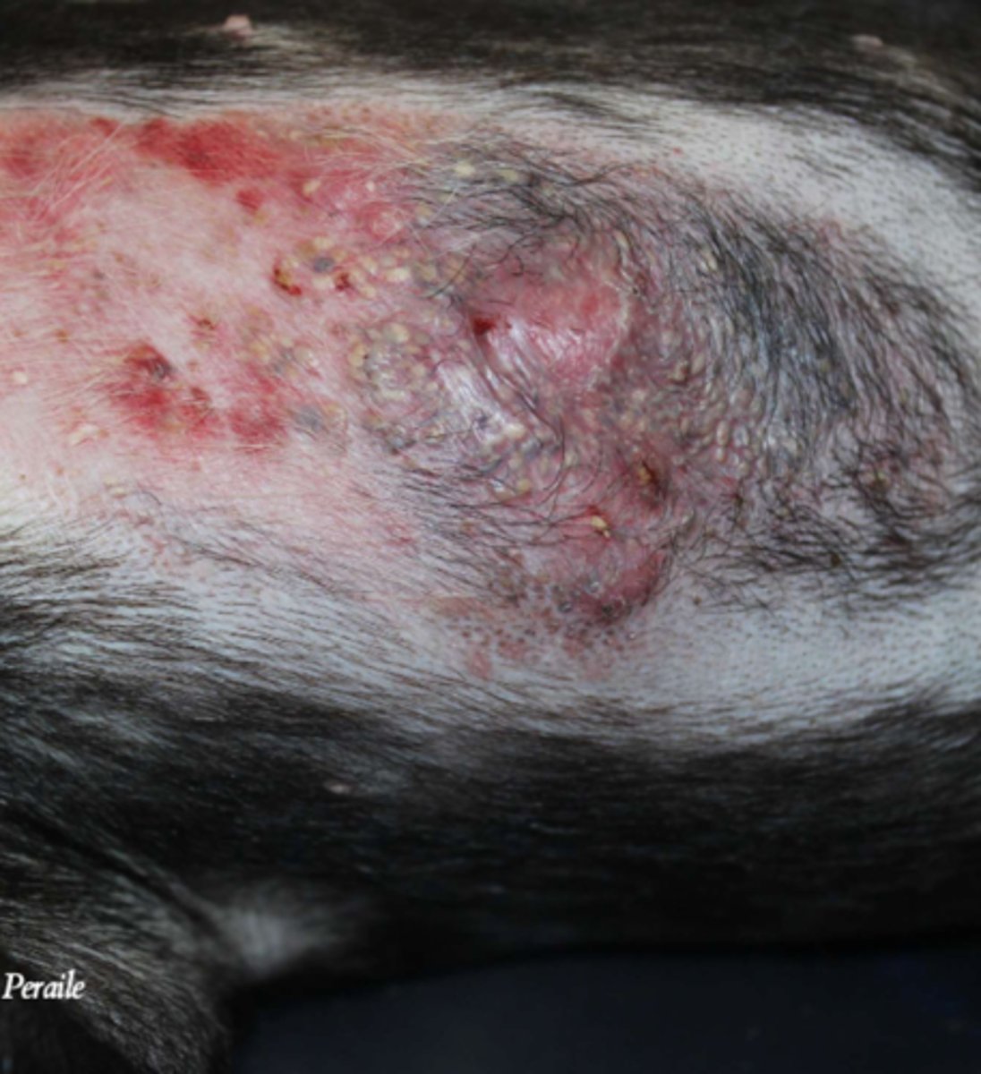 <p>¿lesión?</p><p>¿primaria o secundaria?</p>