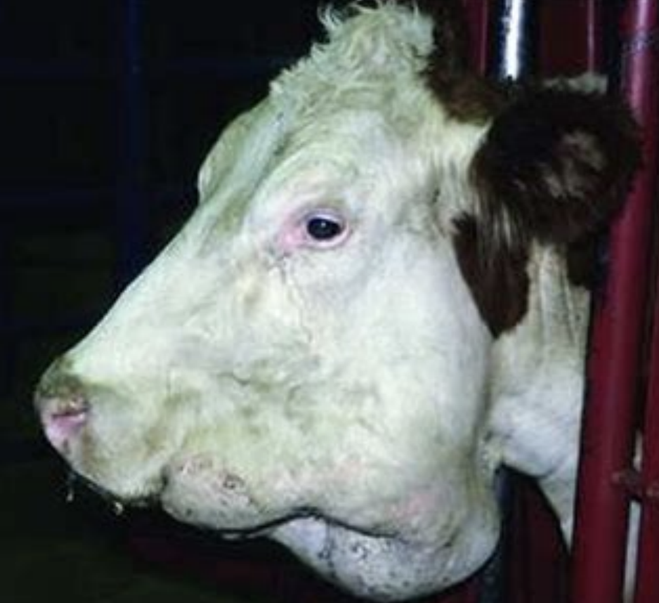 <p>lesions often have intermittent drainage thru fistulous tracts</p><p>the drainage contains 2-5mm yellow 'sulfur' granules, clumped aggregations of organisms and debris</p>