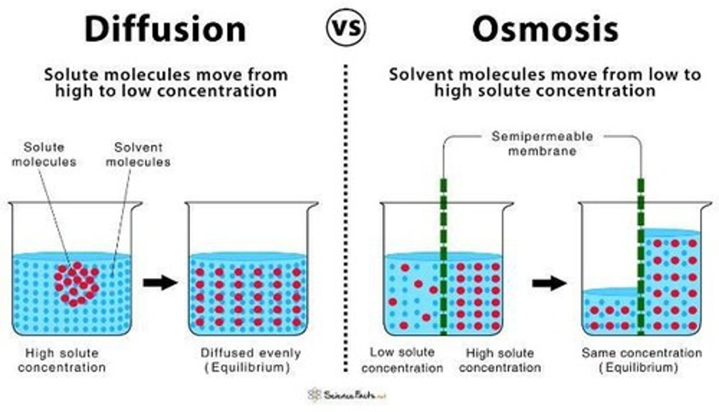 <p>The movement of water from an area of lesser solute concentration to greater concentration until equilibrium is reached.</p>
