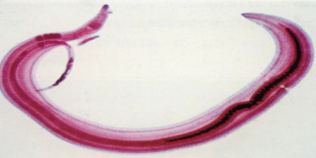 <p>What is the name of this organism? </p>