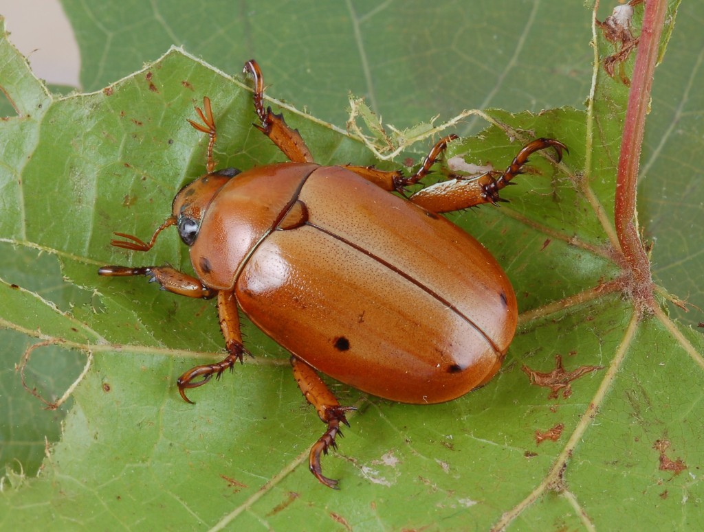 <ol><li><p>Lamellate antennae</p></li><li><p>Spiny legs with five-segmented tarsi</p></li><li><p>Robust, oval body</p></li></ol><p></p>