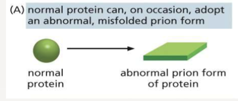 <p>can form amyloid structures, which form prions that can aggregate and are toxic to cells; Alzheimers </p>
