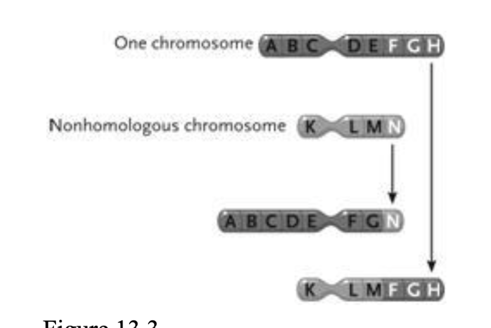 <p><span style="background-color: transparent; font-family: "Times New Roman", serif;"><span>41. The change in the chromosomes depicted between the top and the bottom in the accompanying figure represents a(n) ____.</span></span></p><table style="min-width: 75px;"><colgroup><col style="min-width: 25px;"><col style="min-width: 25px;"><col style="min-width: 25px;"></colgroup><tbody><tr><td colspan="1" rowspan="1" style="vertical-align: top; overflow: hidden; overflow-wrap: break-word;"><p><span style="background-color: transparent;"><span> </span></span></p></td><td colspan="1" rowspan="1" style="vertical-align: top; padding: 1.5pt 0pt; overflow: hidden; overflow-wrap: break-word;"><p><span style="background-color: transparent; font-family: "Times New Roman", serif;"><span>a. </span></span></p></td><td colspan="1" rowspan="1" style="vertical-align: top; padding: 1.5pt 20pt 1.5pt 0pt; overflow: hidden; overflow-wrap: break-word;"><p><span style="background-color: transparent; font-family: "Times New Roman", serif;"><span>inversion</span></span></p></td></tr><tr><td colspan="1" rowspan="1" style="vertical-align: top; overflow: hidden; overflow-wrap: break-word;"><p><span style="background-color: transparent;"><span> </span></span></p></td><td colspan="1" rowspan="1" style="vertical-align: top; padding: 1.5pt 0pt; overflow: hidden; overflow-wrap: break-word;"><p><span style="background-color: transparent; font-family: "Times New Roman", serif;"><span>b. </span></span></p></td><td colspan="1" rowspan="1" style="vertical-align: top; padding: 1.5pt 20pt 1.5pt 0pt; overflow: hidden; overflow-wrap: break-word;"><p><span style="background-color: transparent; font-family: "Times New Roman", serif;"><span>duplication</span></span></p></td></tr><tr><td colspan="1" rowspan="1" style="vertical-align: top; overflow: hidden; overflow-wrap: break-word;"><p><span style="background-color: transparent;"><span> </span></span></p></td><td colspan="1" rowspan="1" style="vertical-align: top; padding: 1.5pt 0pt; overflow: hidden; overflow-wrap: break-word;"><p><span style="background-color: transparent; font-family: "Times New Roman", serif;"><span>c. </span></span></p></td><td colspan="1" rowspan="1" style="vertical-align: top; padding: 1.5pt 20pt 1.5pt 0pt; overflow: hidden; overflow-wrap: break-word;"><p><span style="background-color: transparent; font-family: "Times New Roman", serif;"><span>reciprocal translocation</span></span></p></td></tr><tr><td colspan="1" rowspan="1" style="vertical-align: top; overflow: hidden; overflow-wrap: break-word;"><p><span style="background-color: transparent;"><span> </span></span></p></td><td colspan="1" rowspan="1" style="vertical-align: top; padding: 1.5pt 0pt; overflow: hidden; overflow-wrap: break-word;"><p><span style="background-color: transparent; font-family: "Times New Roman", serif;"><span>d. </span></span></p></td><td colspan="1" rowspan="1" style="vertical-align: top; padding: 1.5pt 20pt 1.5pt 0pt; overflow: hidden; overflow-wrap: break-word;"><p><span style="background-color: transparent; font-family: "Times New Roman", serif;"><span>deletion</span></span></p></td></tr><tr><td colspan="1" rowspan="1" style="vertical-align: top; overflow: hidden; overflow-wrap: break-word;"><p><span style="background-color: transparent;"><span> </span></span></p></td><td colspan="1" rowspan="1" style="vertical-align: top; padding: 1.5pt 0pt; overflow: hidden; overflow-wrap: break-word;"><p><span style="background-color: transparent; font-family: "Times New Roman", serif;"><span>e. </span></span></p></td><td colspan="1" rowspan="1" style="vertical-align: top; padding: 1.5pt 20pt 1.5pt 0pt; overflow: hidden; overflow-wrap: break-word;"><p><span style="background-color: transparent; font-family: "Times New Roman", serif;"><span>Philadelphia chromosome</span></span></p></td></tr></tbody></table><p></p>
