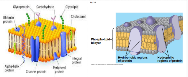 <p>a collage of different proteins embedded in the fluid matrix of the lipid bilayer, proteins determine most of the membrane’s specific functions</p>