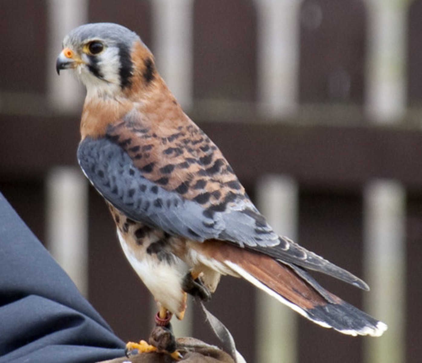 <p>Falconiformes</p><p>Falconidae</p>